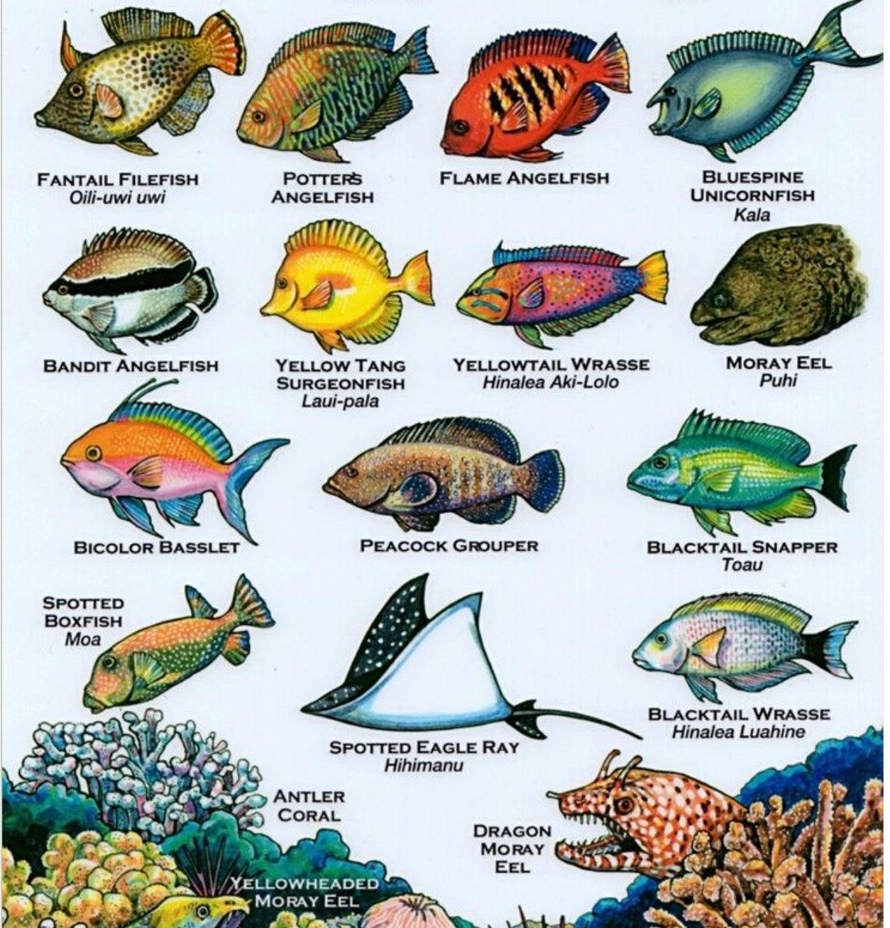 Illustrated identification chart of Lānaʻi reef fish with English and Hawaiian names