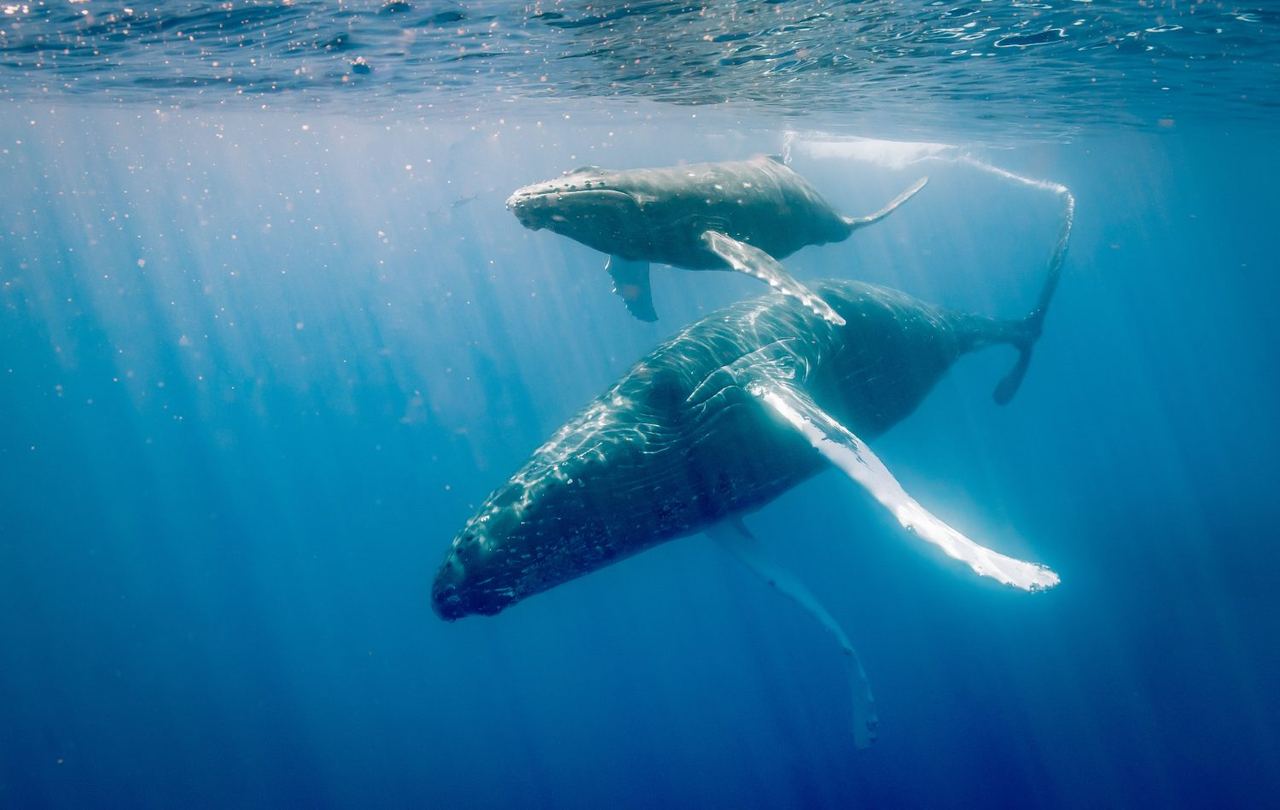 A humpback whale and her calf in the ʻAuʻau Channel